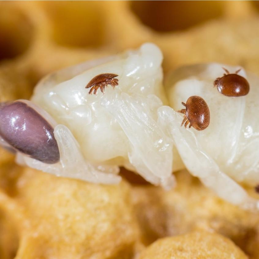 Varroa Mites: Latest Research & Treatment Guidelines