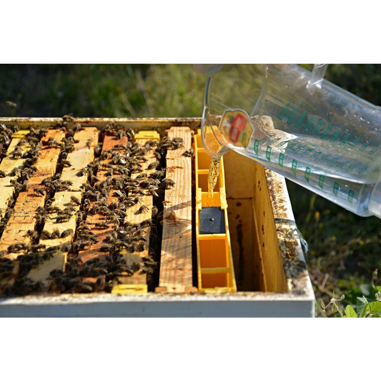 ANEL Deep Division Feeder