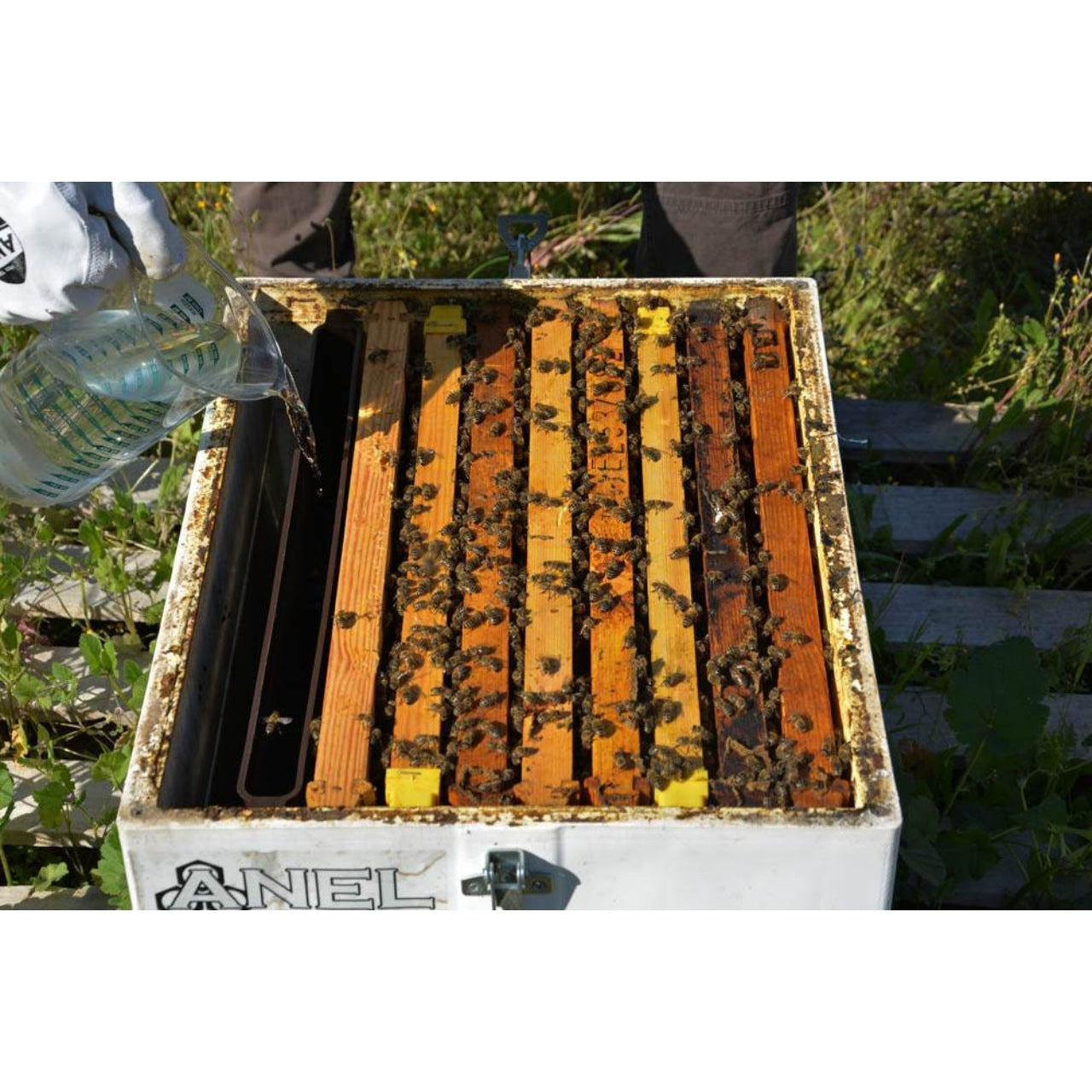 ANEL Division Feeder