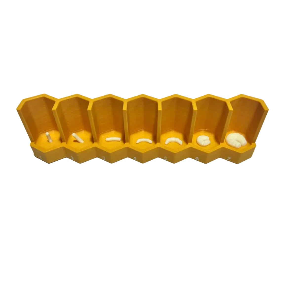 Educational Tool: Complete Life Cycle Model (ships directly from warehouse)