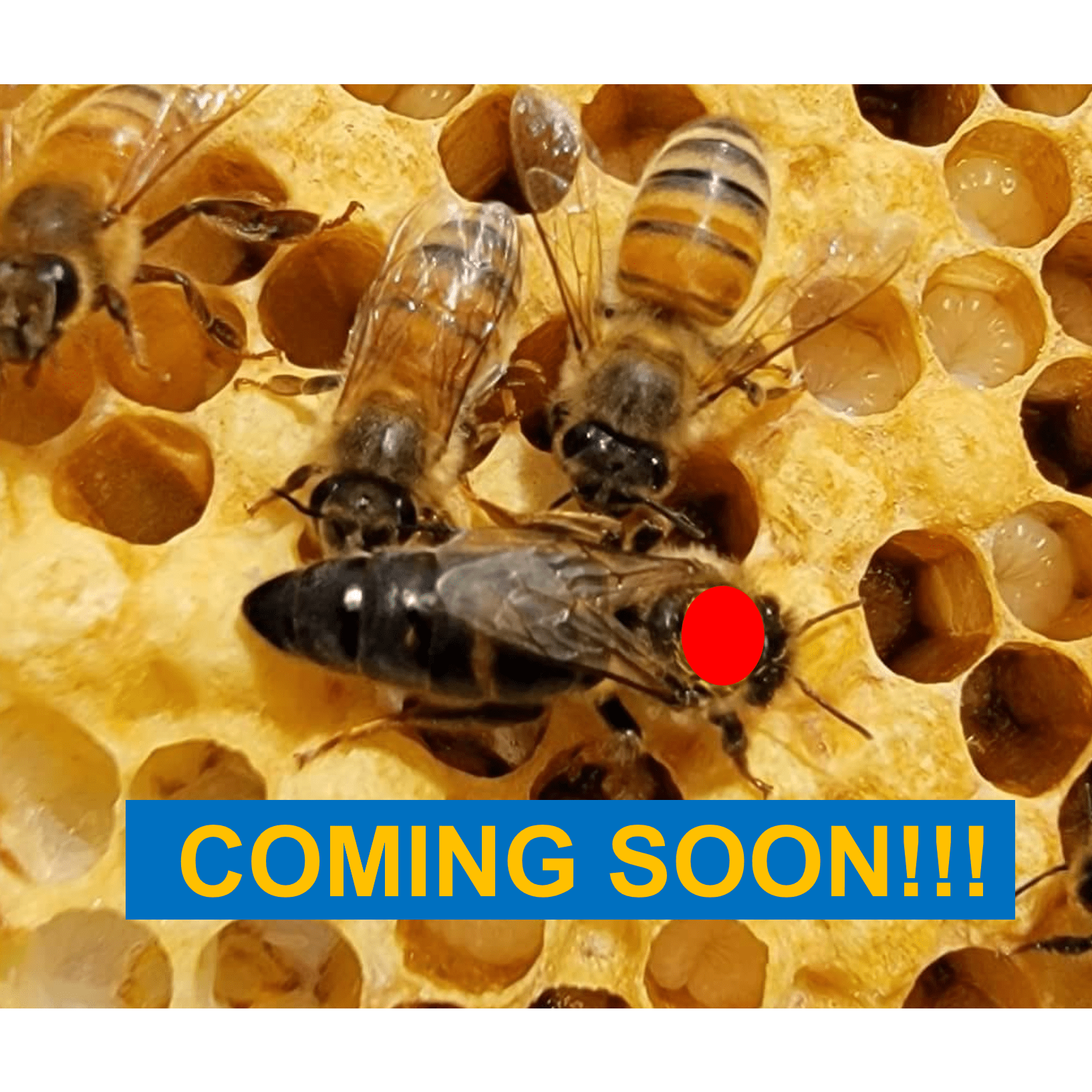 2026 CARNIOLAN QUEEN (In store pickup only)