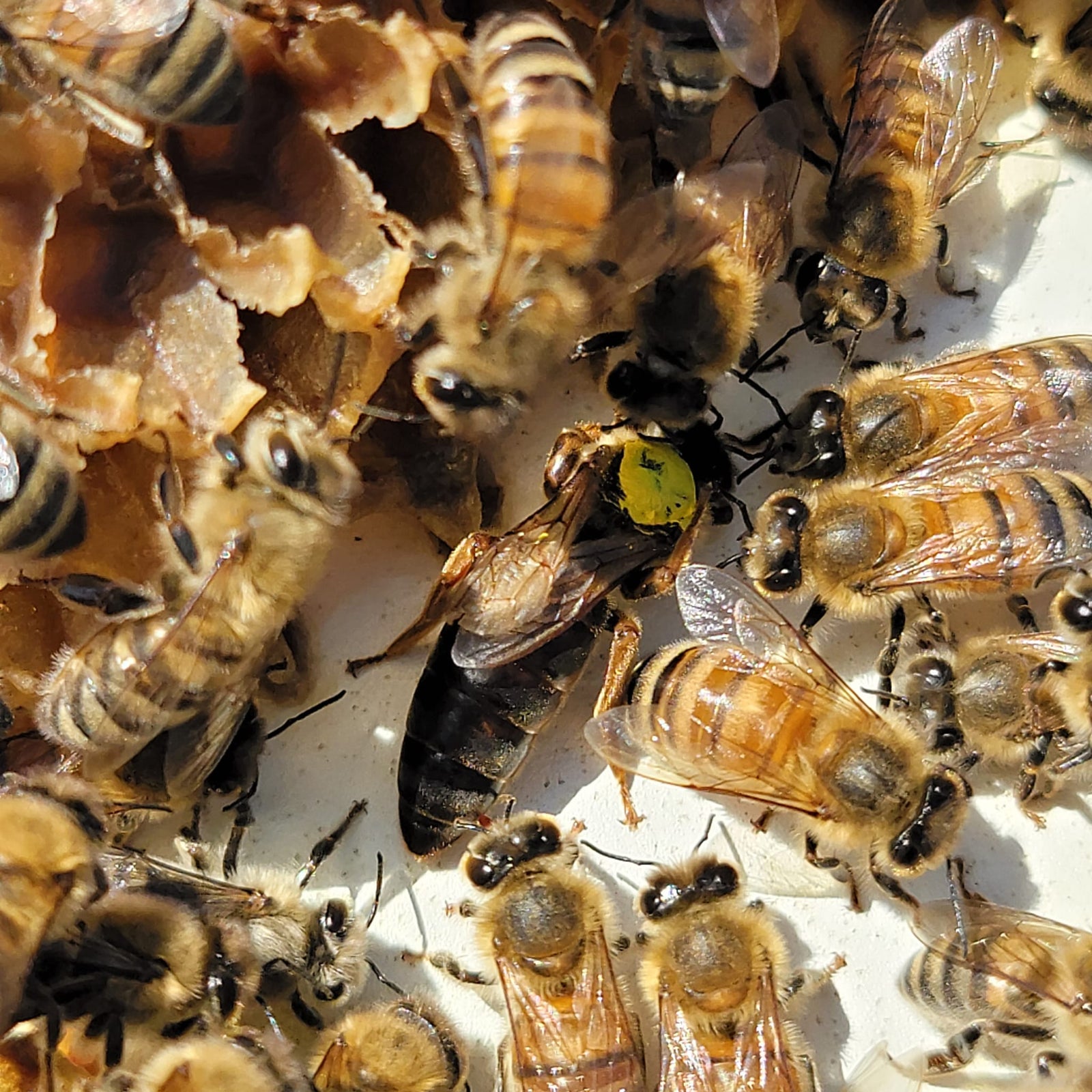 2024 CARNIOLAN QUEEN