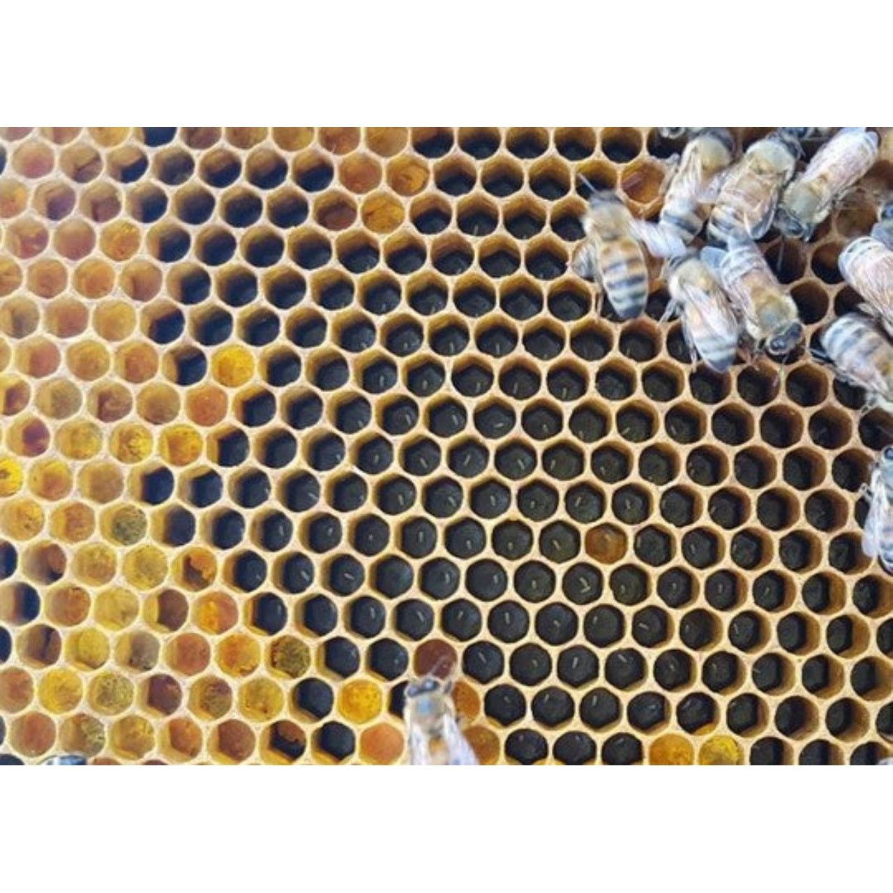 The Easy See Veil Window