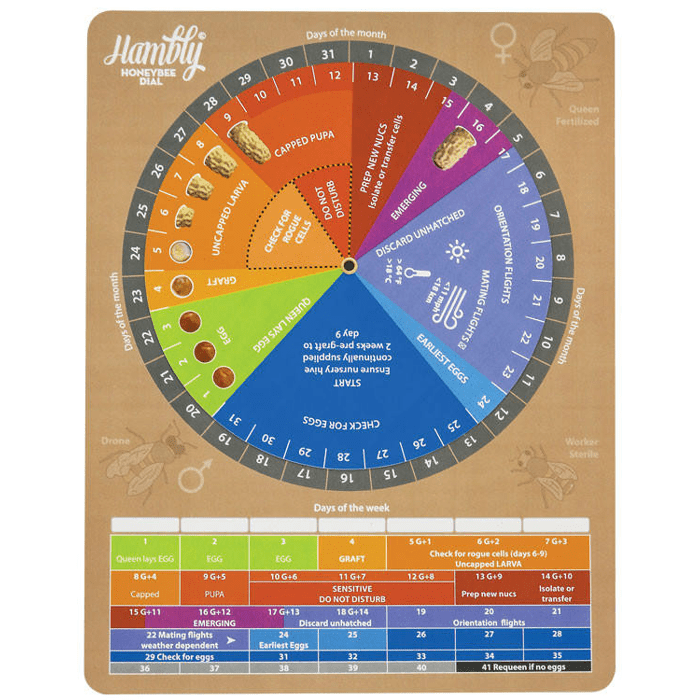 Queen Dial Hambly