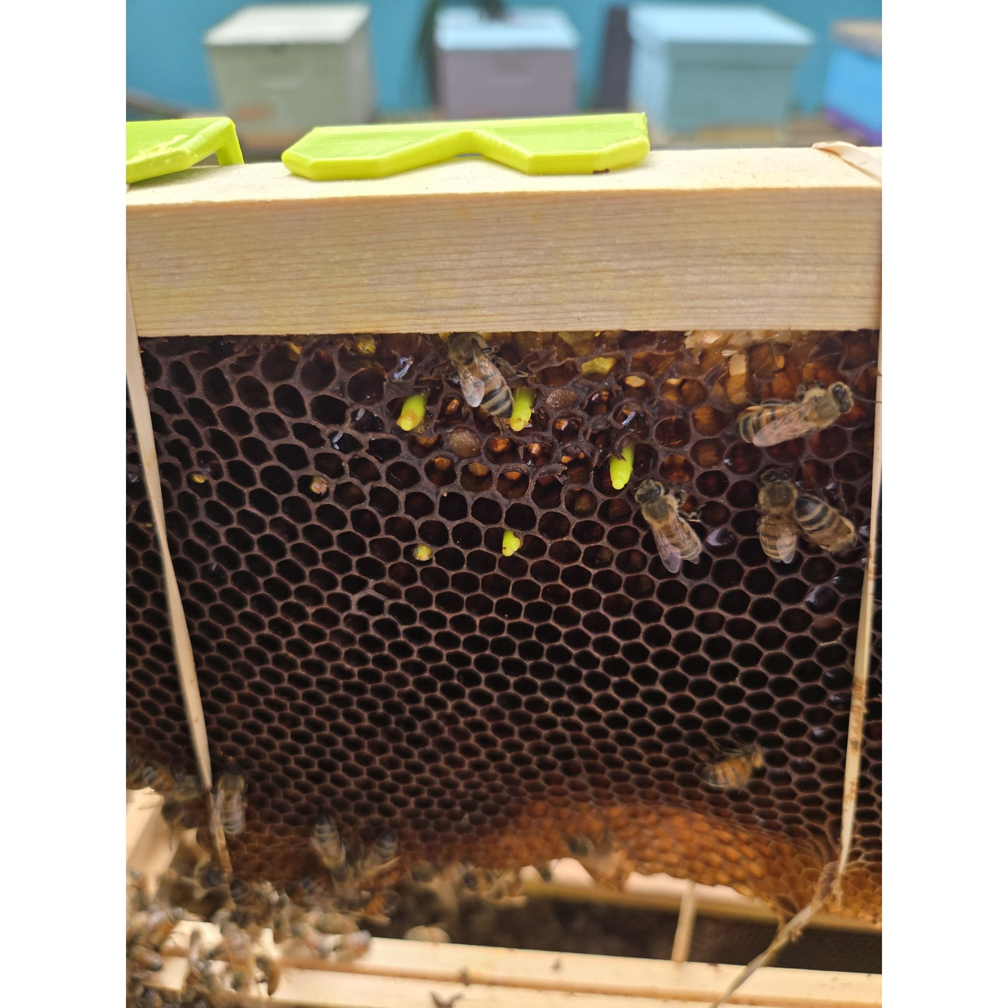 Comb Keeper: Comb Recovery Tool (ships directly from warehouse)