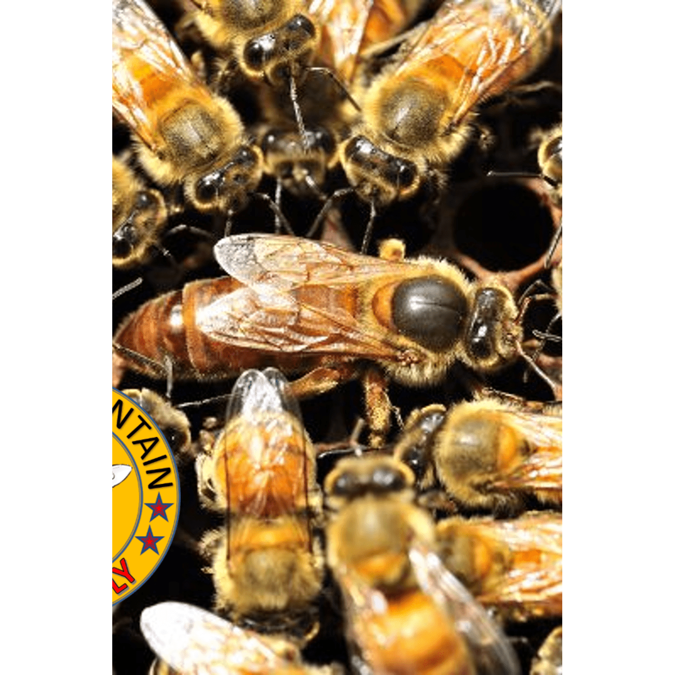 2026 Italian-Carniolan Cross Queen (In store pickup only)