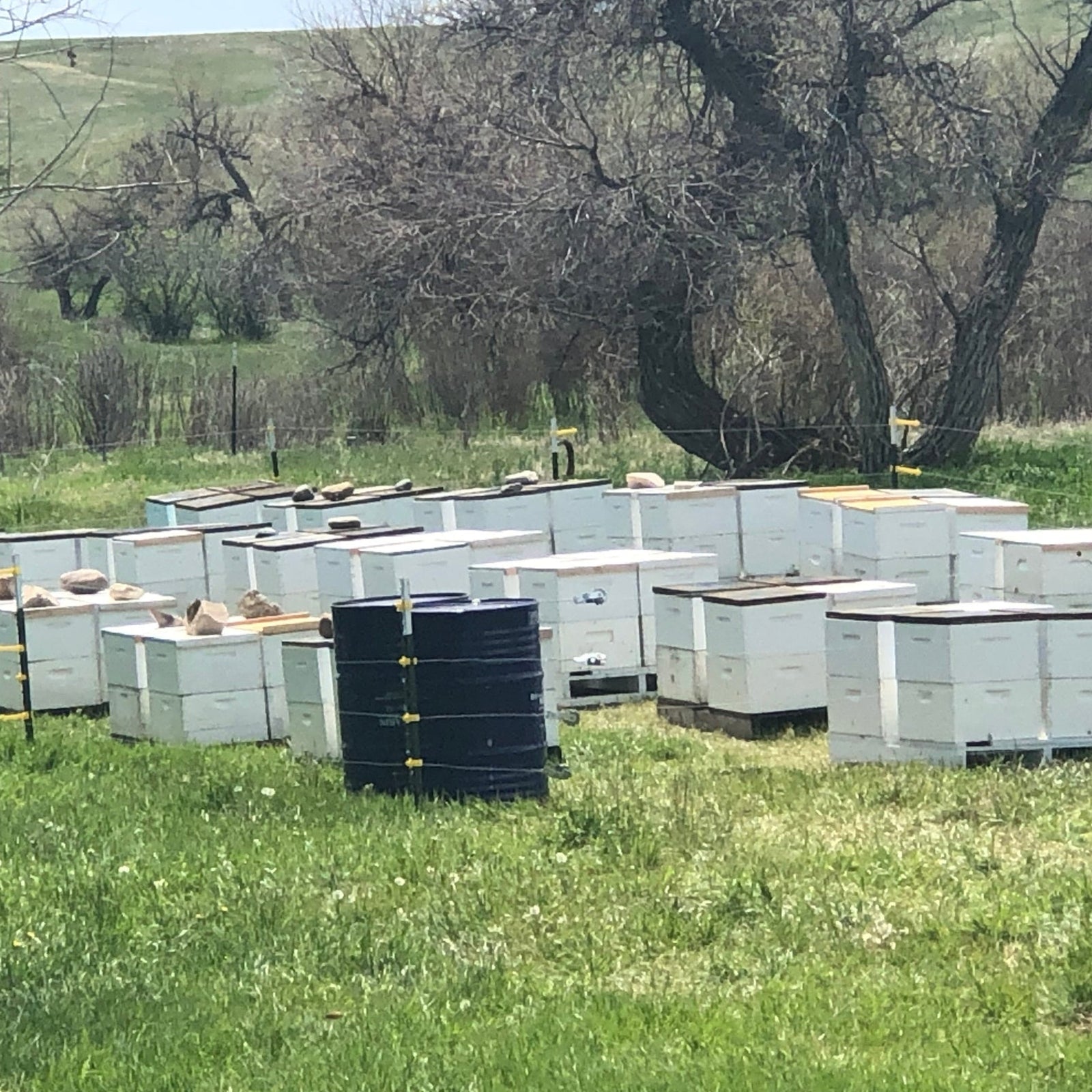 Education: Introduction to Splitting Hives