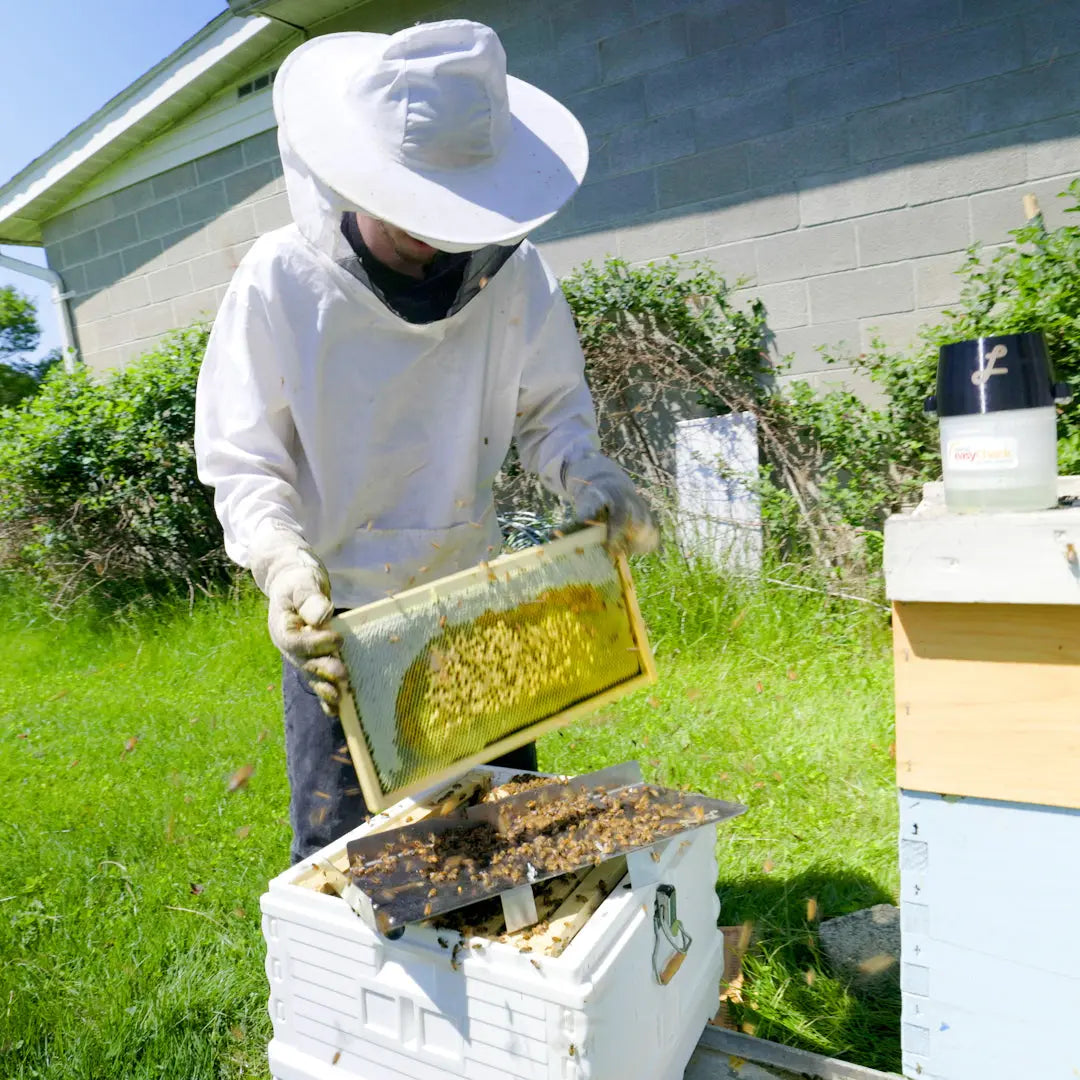 Lorobbees Honey Bee Sampling and Grafting Tray (Online order only)