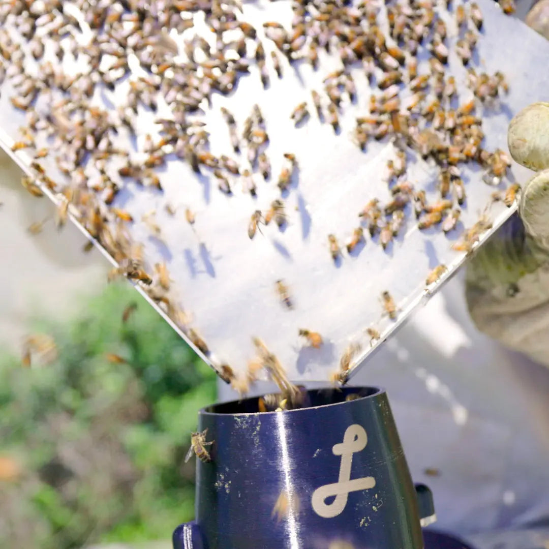 Lorobbees Honey Bee Sampling and Grafting Tray (Online order only)