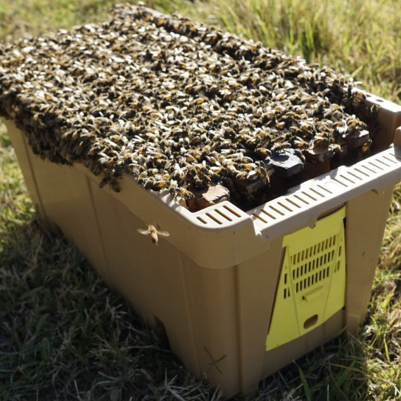 2026 Colorado NUC (In-Store pickup Only, Date TBD)