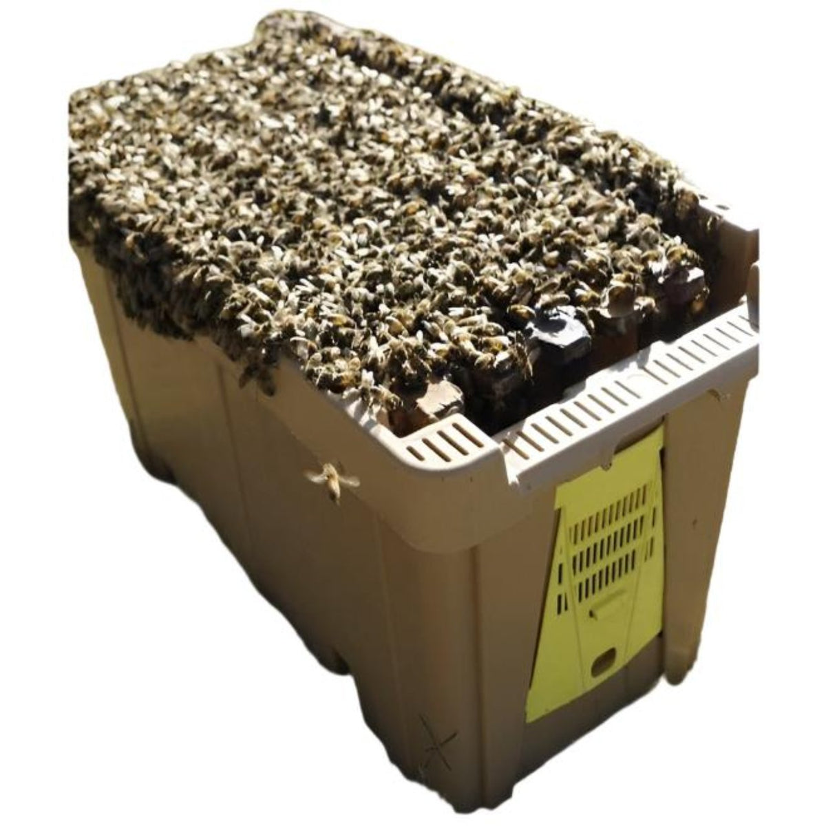 Live Bees Rocky Mountain Bee Supply