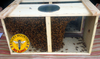 2024 3# Package Bees (April 27, 2024 Pickup)