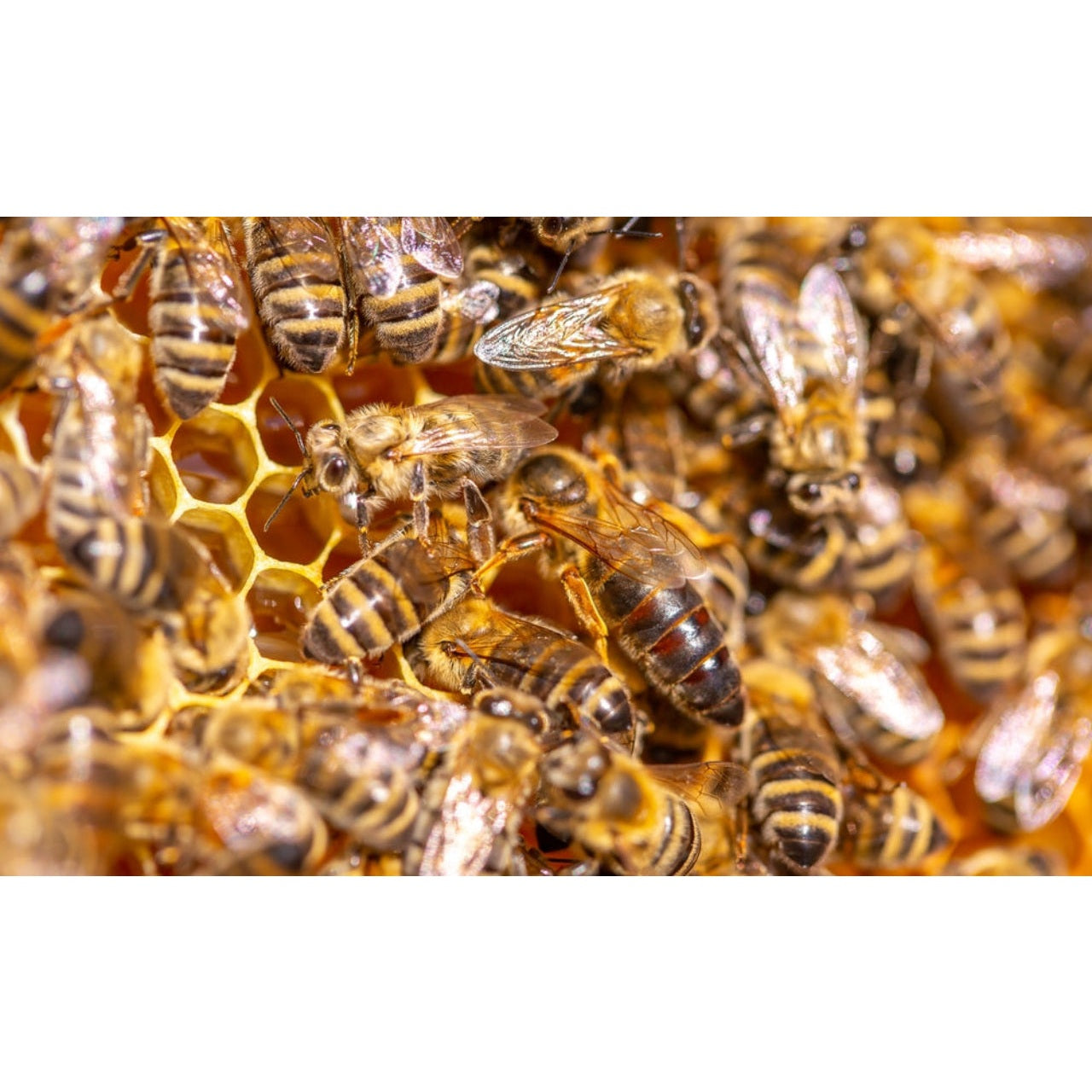 2026 RUSSIAN QUEEN (In store pickup only)