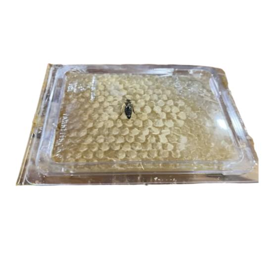 Comb Honey