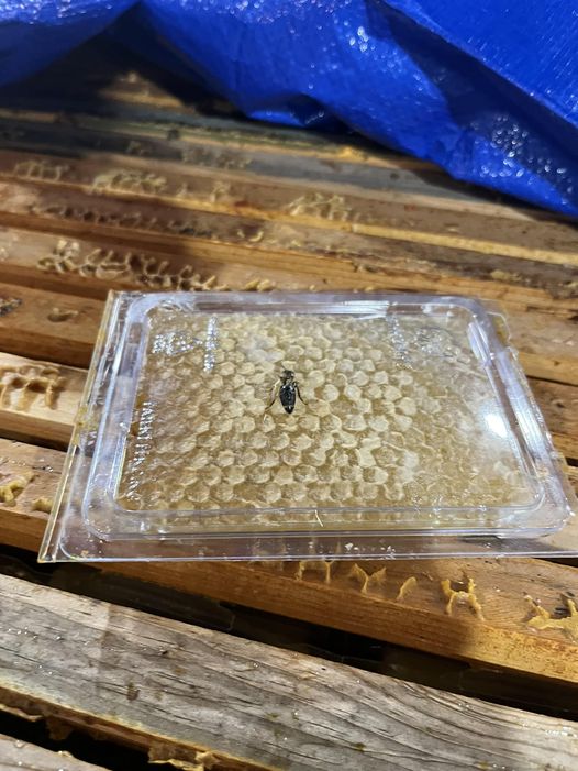 Honey Filter 600 Micron - Rocky Mountain Bee Supply