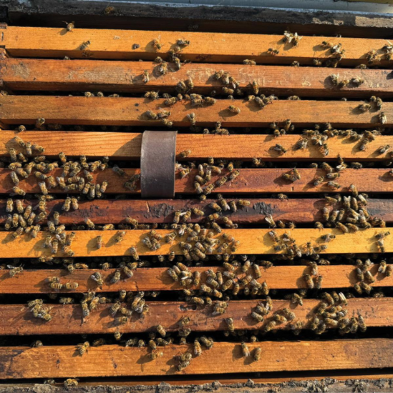 Medication: VarroxSan - 20 Pack