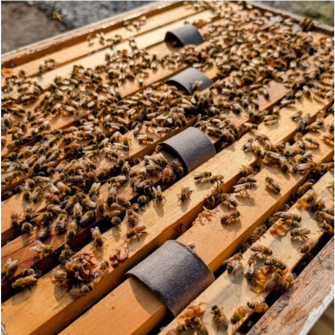 Medication: VarroxSan - 20 Pack