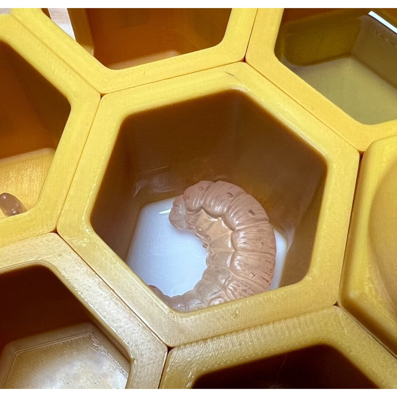 Educational Tool: Life in the Hive: A hands-on Honey Bee learning kit for beekeepers (ships directly from warehouse)