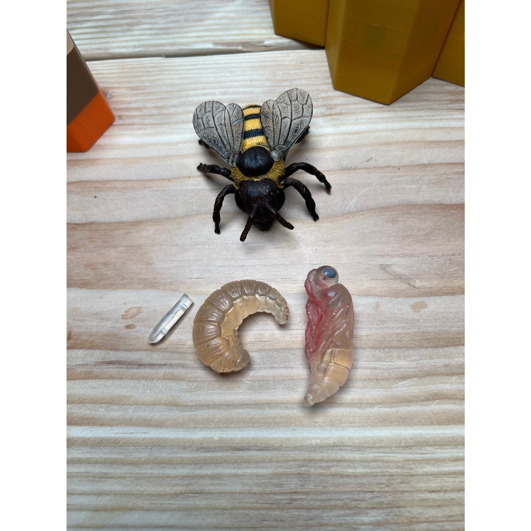 Educational Tool: Life in the Hive: A hands-on Honey Bee learning kit for beekeepers (ships directly from warehouse)