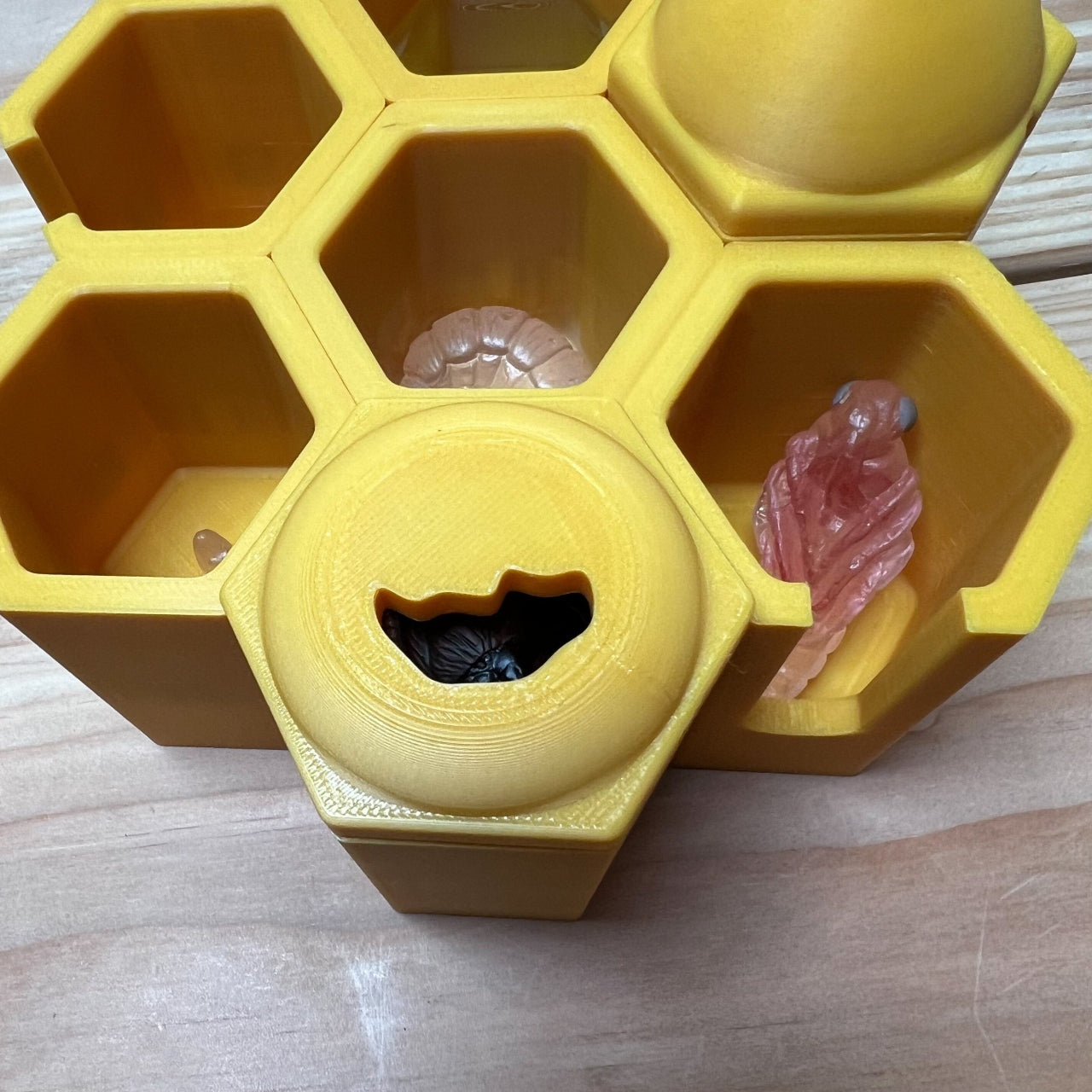 Educational Tool: Life in the Hive: A hands-on Honey Bee learning kit for beekeepers (ships directly from warehouse)