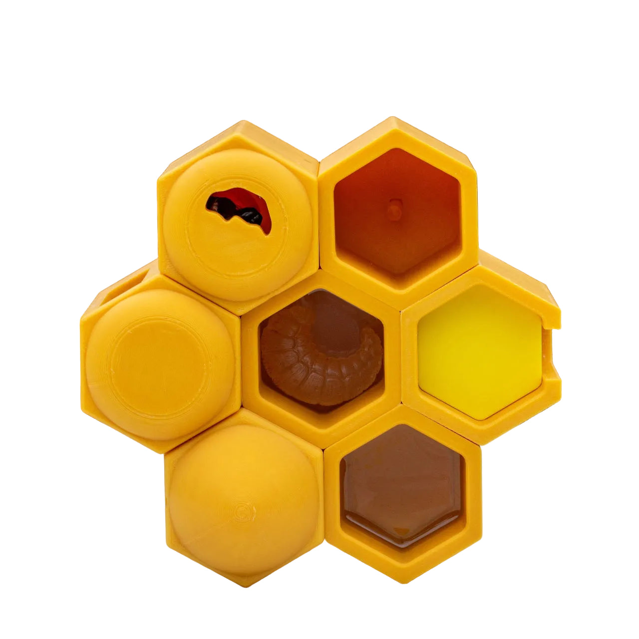 Educational Tool: Life in the Hive: A hands-on Honey Bee learning kit for beekeepers (ships directly from warehouse)