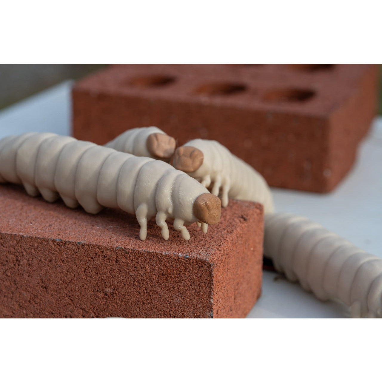 Educational Tool: 3D printed Wax Moth Larva model (ships directly from warehouse)