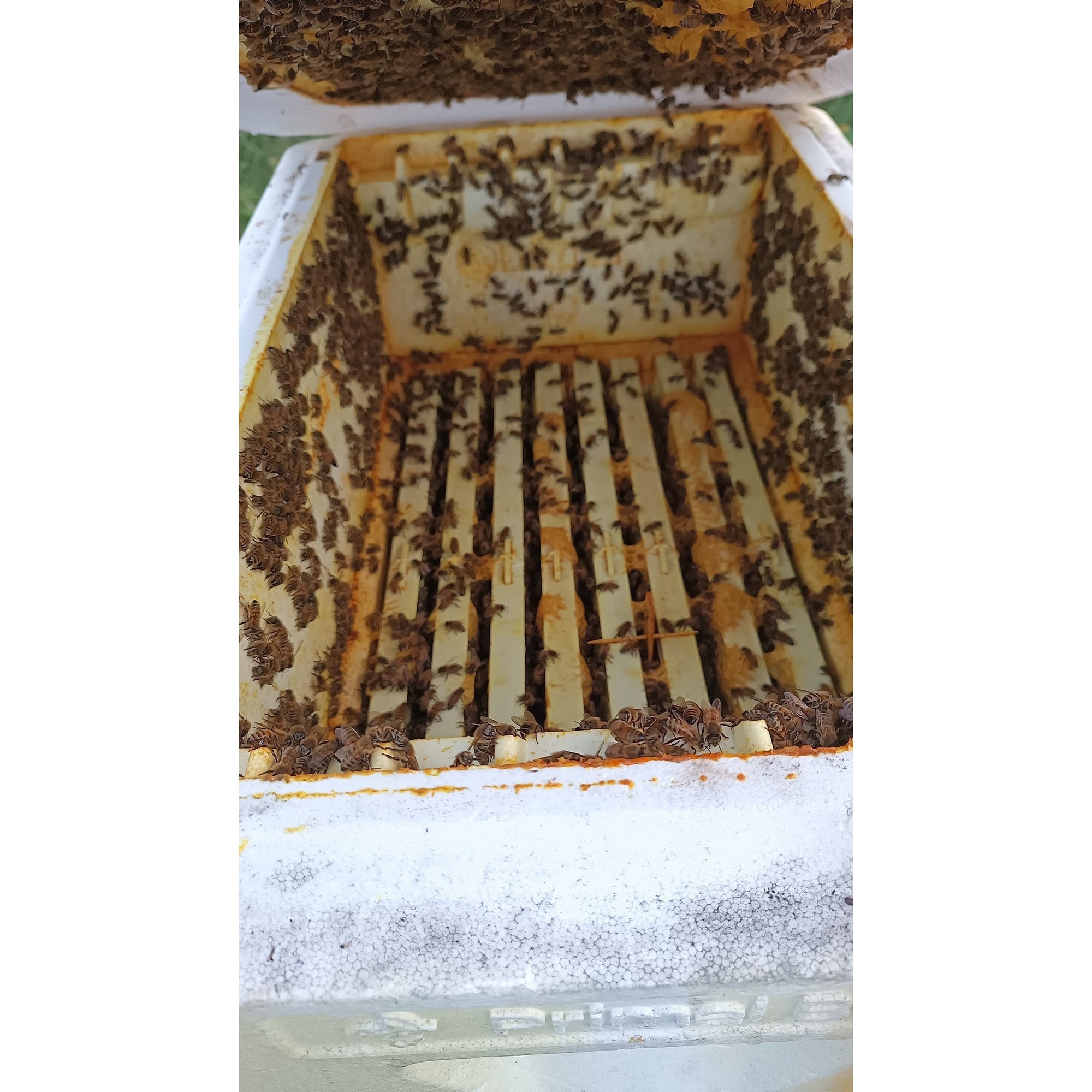 Primal Bee Hive Starter Kit  (ships directly from the warehouse)