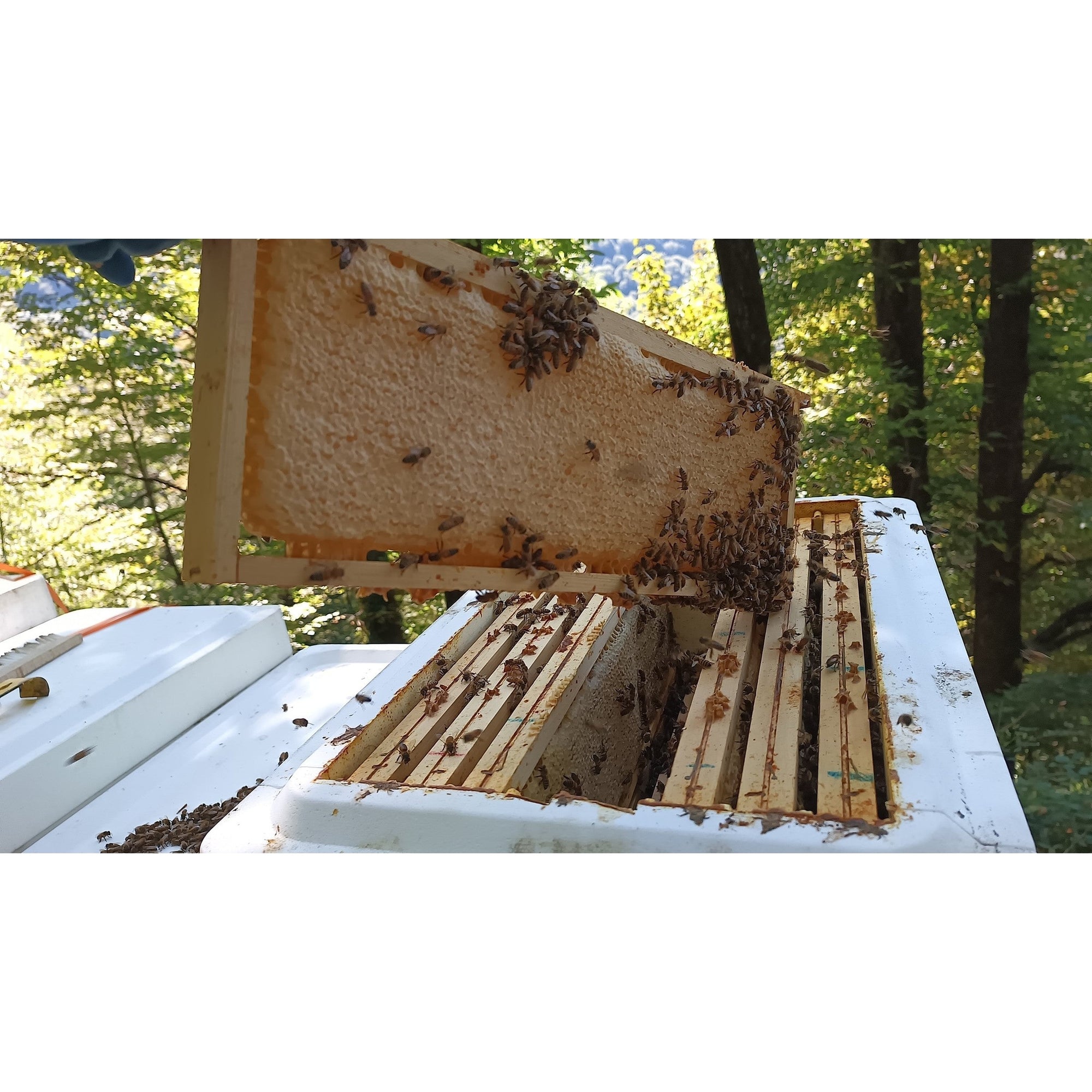 Primal Bee Hive Starter Kit  (ships directly from the warehouse)