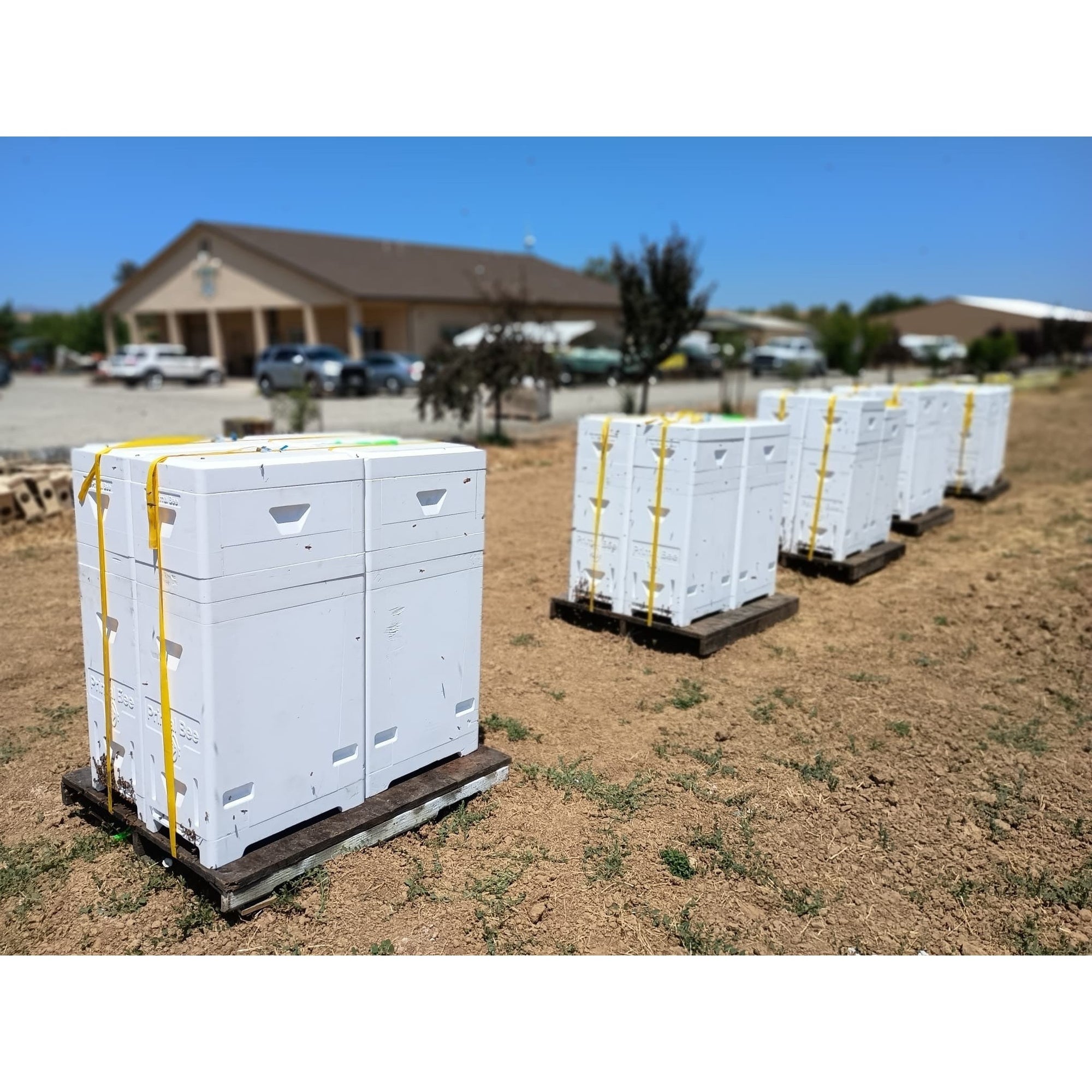 Primal Bee Hive Starter Kit  (ships directly from the warehouse)