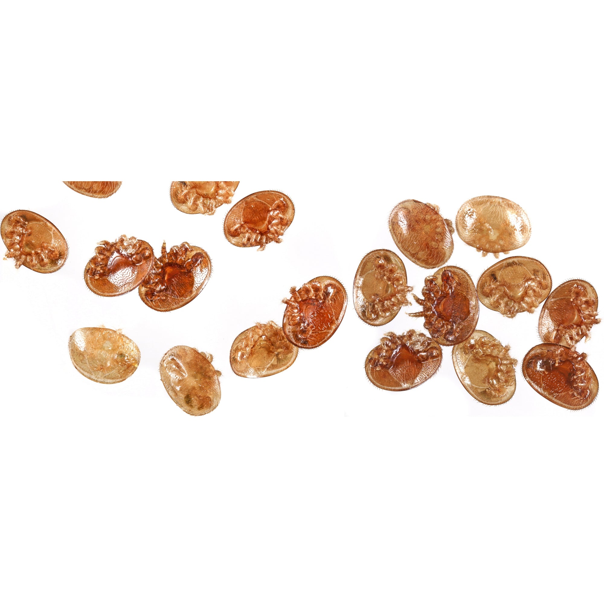 Varroa Mites: Latest Research &amp; Treatment Guidelines