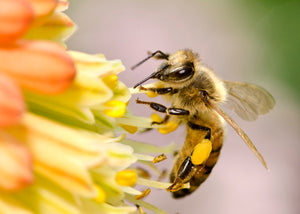 Colorado Bee Pollen 4 oz. - Rocky Mountain Bee Supply
