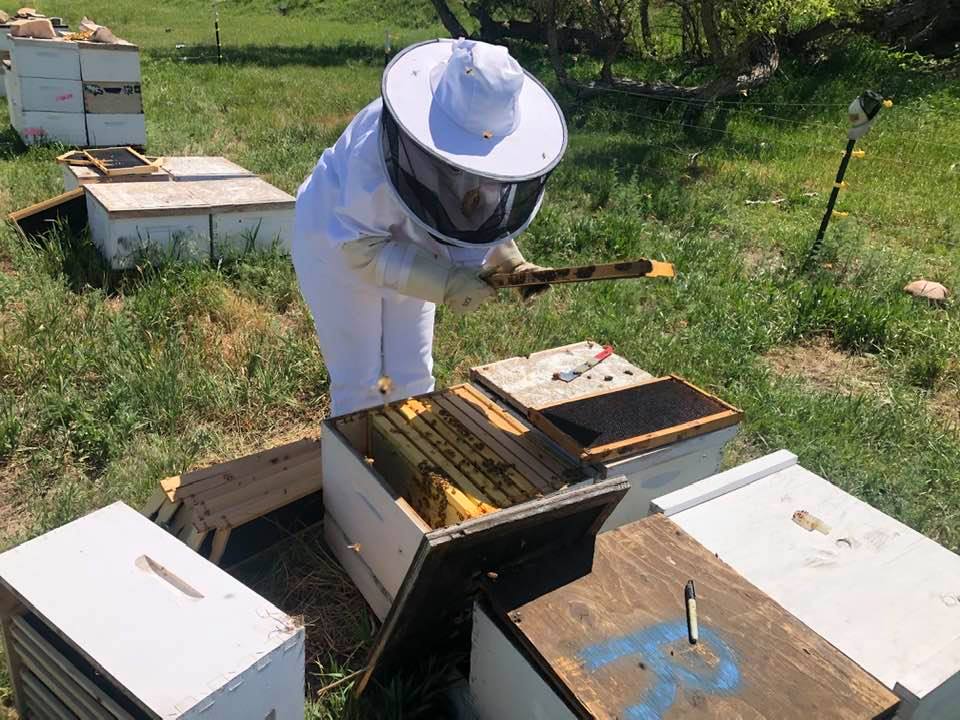 Recorded E-Learning Brass Tacks Basic Beekeeping Course